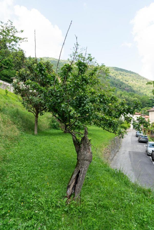 Lago Maggiore A 10 Minuti "Cascina Lavanda" Casalzuigno Buitenkant foto